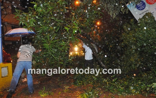 mangalore tree